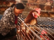 【图】甘肃湖北连发禽流感已扑杀8万家禽 H5N6亚型高致病性禽流感