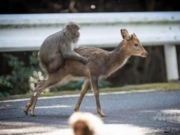 <b>跨越种族的恋爱！日本屋久岛公猴与母鹿“交配”震惊学界视频</b>