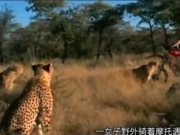<b>女子野外遇豹群包围 只身面对豹群最后的结局太意外完整视频</b>