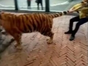 <b>贵阳野生动物园饲养员直播虐虎完整版视频在线观看</b>