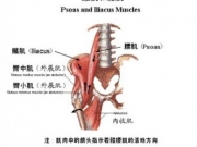 <b>髂腰肌要怎么练 髂腰肌锻炼方法</b>