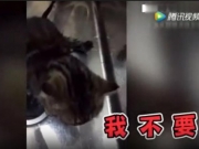 <b>成精了！猫咪宠物店不想洗澡大声哭喊“我不要”视频在线观看</b>