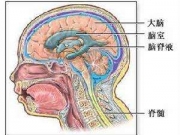 <b>小伙发现自己鼻涕是甜的医院求诊 医生：这是脑子里的水</b>