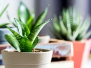 室内养什么植物最好 这四种养不死的植物你养了吗