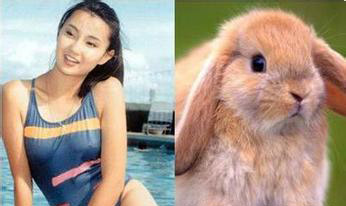 张曼玉VS兔子