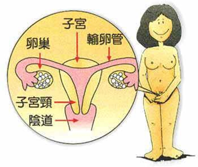 女性内生殖器官