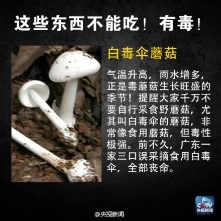 白毒伞蘑菇