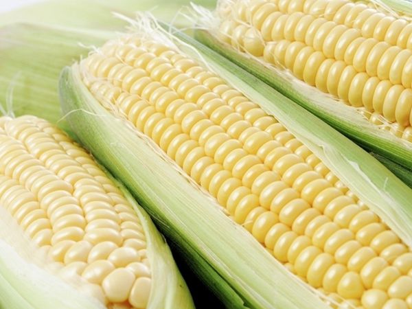 转基因玉米的危害