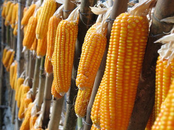 辨别转基因玉米