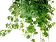 11种具有甲醛“净化器”的植物