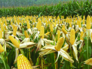 转基因玉米的危害与辨别