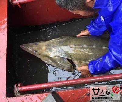 长江现凶猛食肉鱼 两米大鱼误闯渔网精力耗尽后被捕