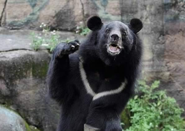 老翁徒手击退黑熊 人熊大战竟是黑熊吃亏逃跑