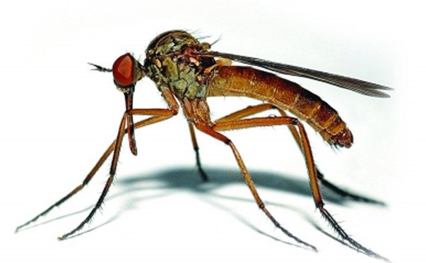 蚊子叮咬后感染病毒 6岁男孩被蚊子叮咬后感染乙脑