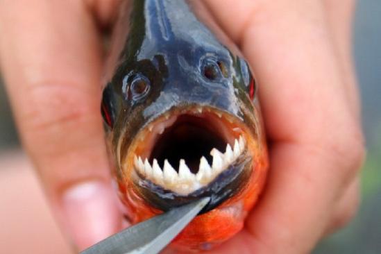 武汉现双嘴怪鱼 怪鱼将用那一个嘴进食？