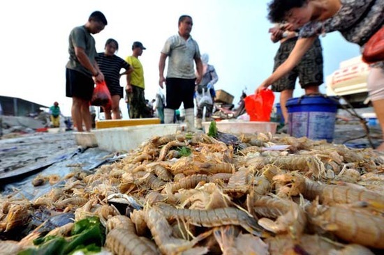 青岛对虾论只卖 什么是海捕大虾