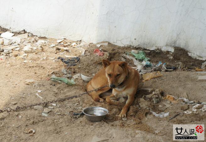 收流浪狗被咬身亡 狂犬病发作剧烈痉挛狂躁不止吓坏家人