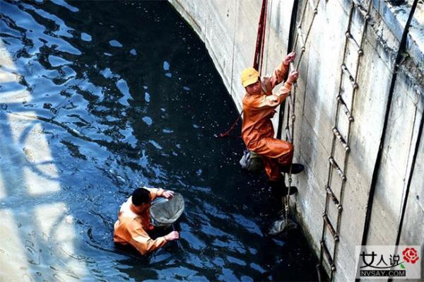 捞虫族臭水里淘金 臭气熏天难闻为钱甘愿为它舍命