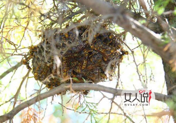 网红直播捅马蜂窝险丧命 花样作死只为吸粉当网红