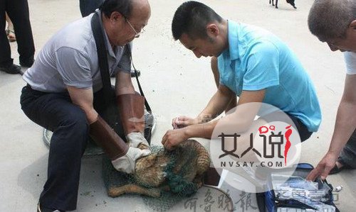 手被流浪狗舔身亡 多一份预防就会少一份伤害