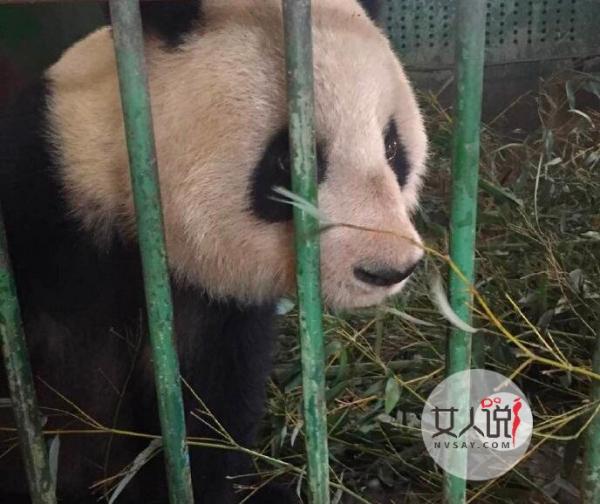 曝兰州熊猫被虐待 网友补脑熊猫委屈样蓝瘦香菇！