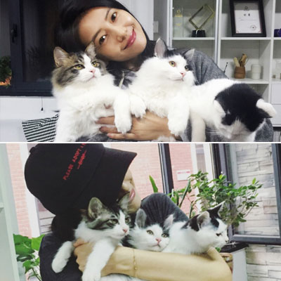 高圆圆怀里的三只猫咪就长得很大只