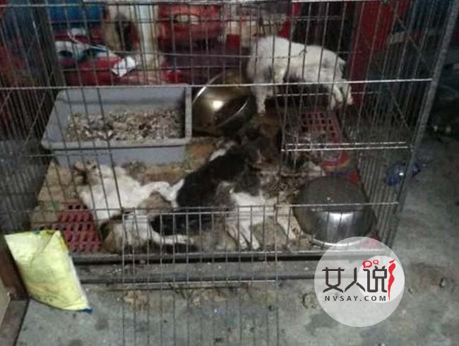 救助基地猫狗饿死 宠物尸体遍地腐烂生蛆无人理太心寒