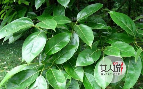 樟树叶的功效与作用 除了杀虫除菌还能祛风除湿