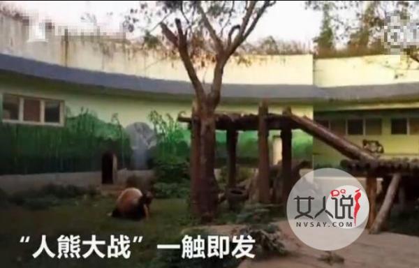 男子和大熊猫扭打视频曝光 男子挑衅打引发人熊大战