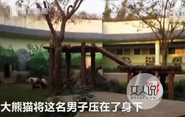 男子和大熊猫扭打视频曝光 男子挑衅打引发人熊大战