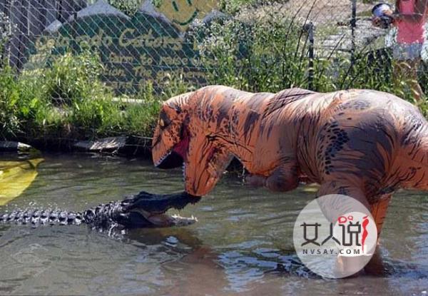 扮霸王龙调戏鳄鱼 画风清奇外国小伙用生命演绎逗趣喂食