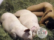 美女与猪同睡