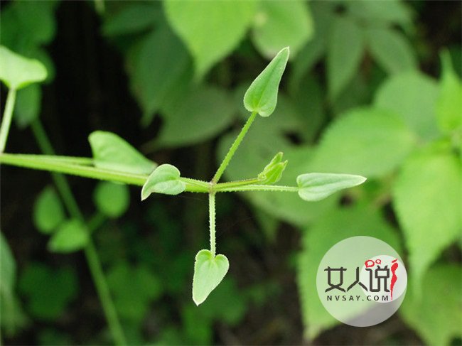 茜草的功效与作用 活血化瘀有效治疗跌打损伤风湿痹痛