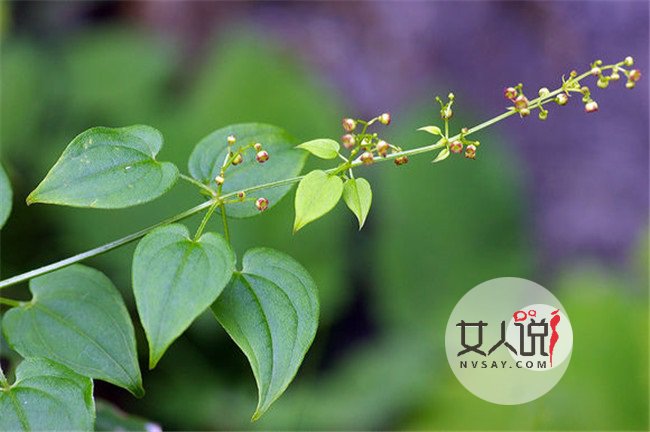 茜草的功效与作用 活血化瘀有效治疗跌打损伤风湿痹痛