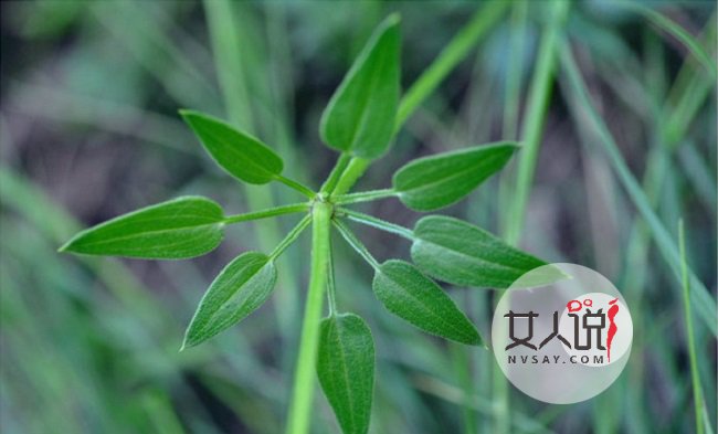 茜草的功效与作用 活血化瘀有效治疗跌打损伤风湿痹痛