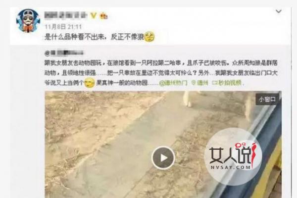 动物园狼舍现二哈 混入狼群无畏惧竟与凶狼关系非凡