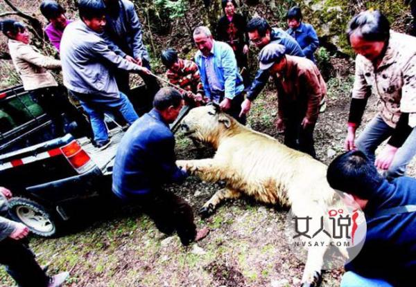 羚牛被铁丝勒死 野生动物惨遭偷猎者残忍杀害引网民众怒