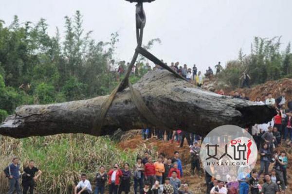 江西现千年神木 千人围观神木迁移过程引惊叹