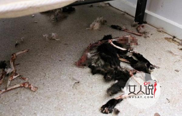 14只猫互食剩猫骨 因过度饥饿自相残杀死状凄惨令人唏嘘