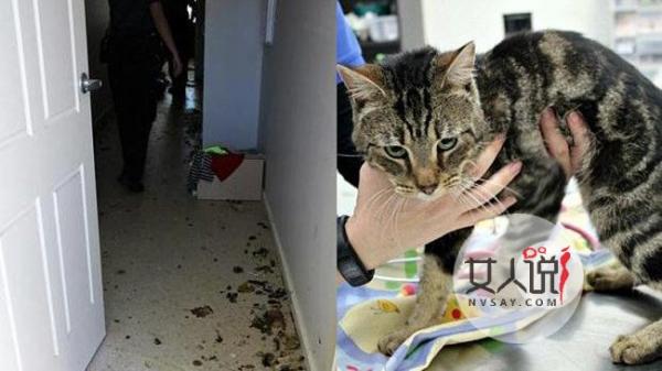 14只猫互食剩猫骨 因过度饥饿自相残杀死状凄惨令人唏嘘