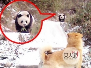 3只大熊猫打群架 为博红颜一笑争风吃醋模样憨态可掬
