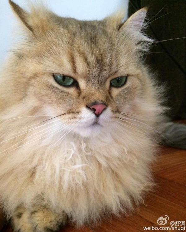 愤怒的小猫
