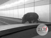 野猪正面撞奔驰太诡异 车身被撞塌惊现一滩猪血吓懵车主