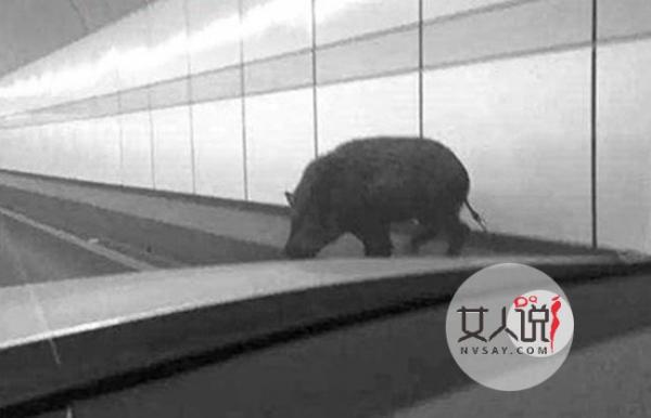 野猪正面撞奔驰太诡异 车身被撞塌惊现一滩猪血吓懵车主