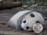 游客食物砸醒熊猫 小灰灰满脸委屈令人心疼不已