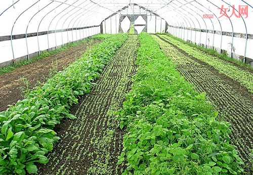 营养搭配需要素食 解析吃素菜的五大好处