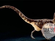 琥珀中发现恐龙 化石隐藏活基因再度上演灾难片让人惊慌