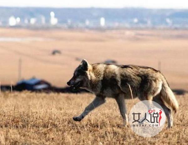 7旬老人养野狼 与狼共舞竟然比同龄人年轻真相令人震惊