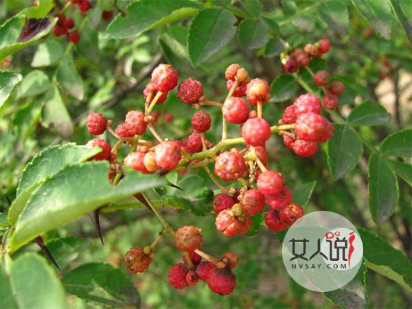 花椒油的功效与作用 炒菜放一点明目健胃香气逼人