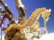 海马的功效与作用 个头虽小壮阳补肾功效却极大